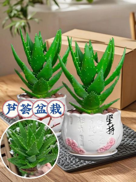 养芦荟赚钱吗_芦荟市场前景如何