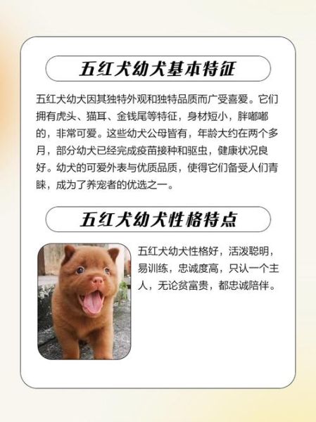 宠物狗市场未来五年赚钱吗_如何抓住红利