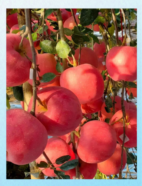 苹果产业前景如何_苹果种植赚钱吗