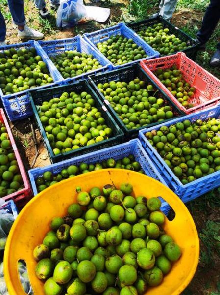 核桃种植前景如何_核桃市场前景怎么样