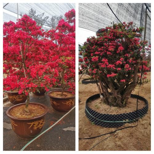 杜鹃好养吗_杜鹃花市场前景如何