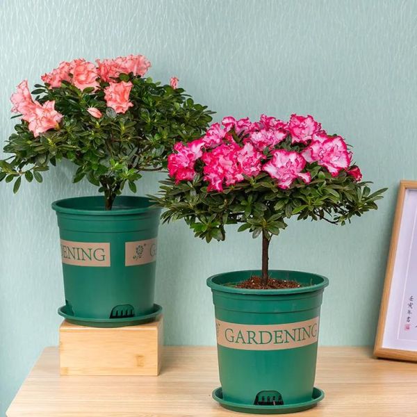 杜鹃好养吗_杜鹃花市场前景如何