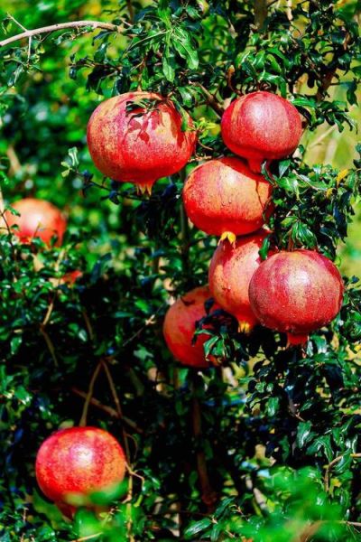 石榴种植前景怎么样_石榴市场销路好吗