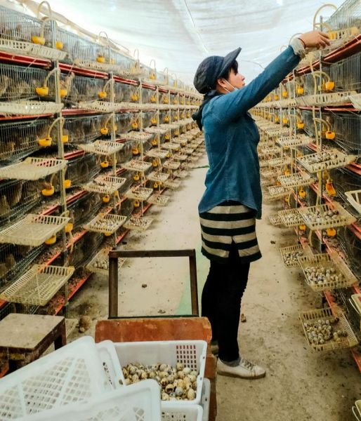 鹌鹑养殖赚钱吗_鹌鹑养殖成本和利润