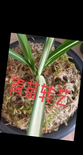 兰花前景怎么样_新手养兰花赚钱吗