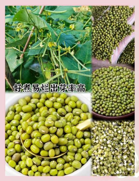 绿豆价格走势_绿豆种植前景如何