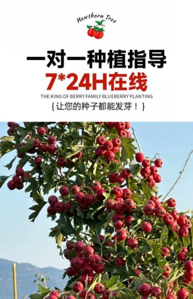 山楂种植赚钱吗_山楂深加工有哪些高利润项目