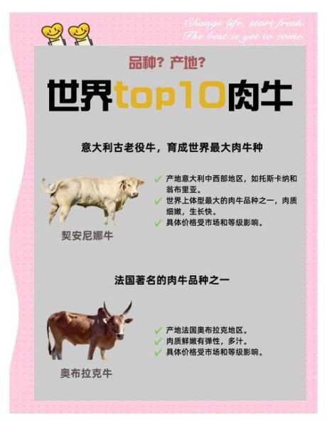 肉牛养殖成本怎么算_肉牛品种选择哪个好