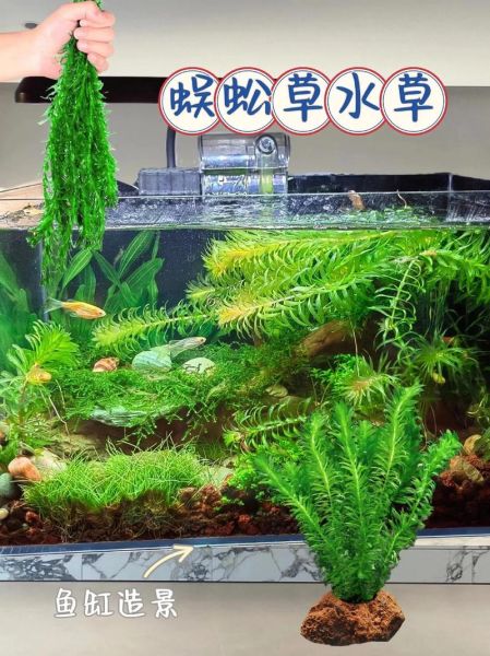 鱼缸造景前景植物推荐_前景草怎么种才好看
