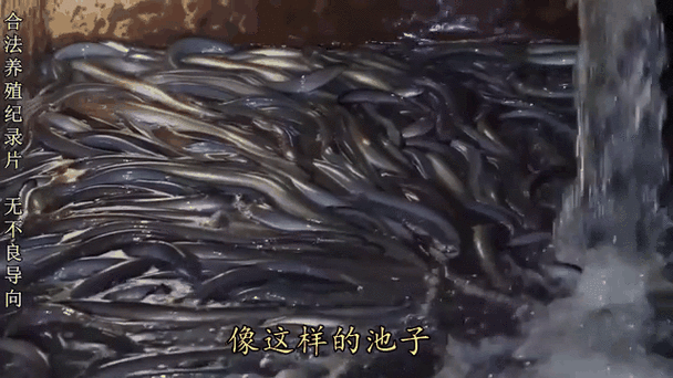 鳗鲡养殖赚钱吗_鳗鲡市场前景如何