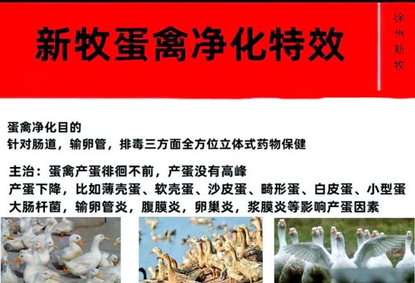 种蛋价格波动原因_如何降低种蛋行业风险