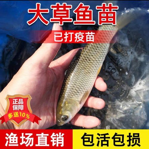 草鱼养殖前景怎么样_草鱼价格走势2024