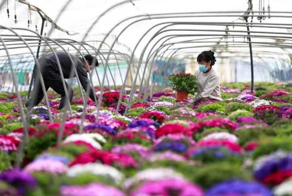 花卉行业发展前景_花卉种植赚钱吗