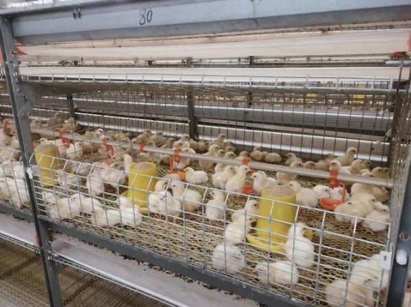 肉鸡养殖成本怎么算_养肉鸡赚钱吗