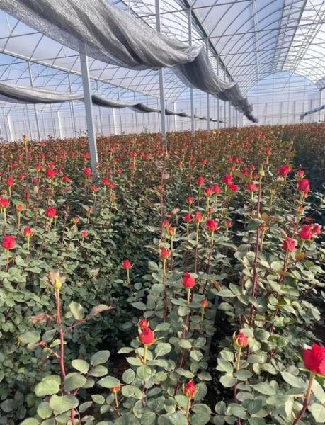 2016玫瑰花种植前景怎么样_玫瑰花种植赚钱吗