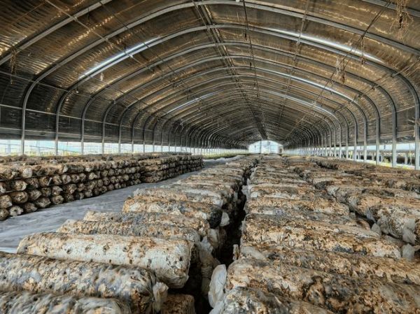 蘑菇深加工市场前景如何_蘑菇深加工产品有哪些