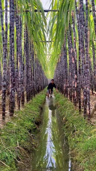 甘蔗种植前景如何_甘蔗种植赚钱吗