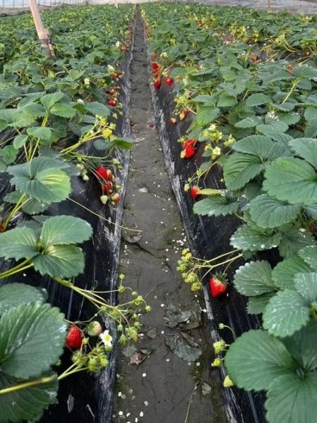 草莓种植前景怎么样_草莓亩产量一般多少斤