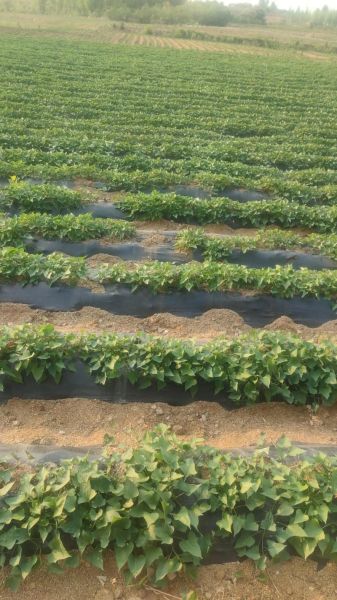 地瓜怎么保存不发芽_地瓜批发价格多少钱一斤