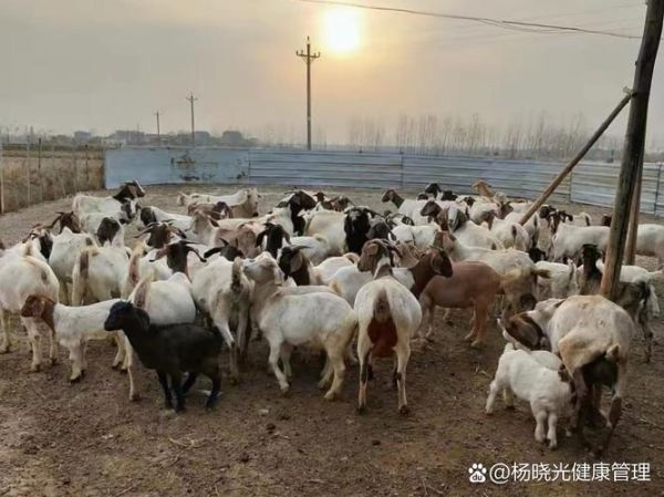 养羊赚钱吗_养羊市场前景如何