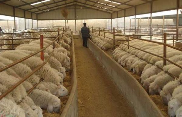 养羊赚钱吗_养羊市场前景如何
