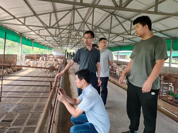 养羊赚钱吗_养羊市场前景如何