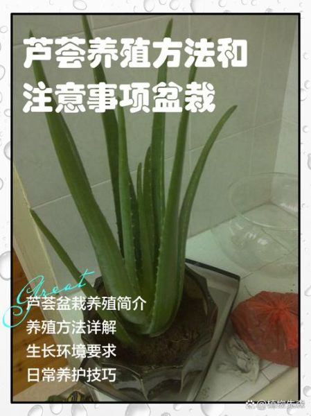 芦荟种植前景如何_芦荟种植赚钱吗