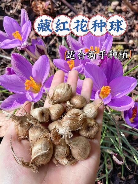 藏红花前景怎么样_藏红花种植赚钱吗