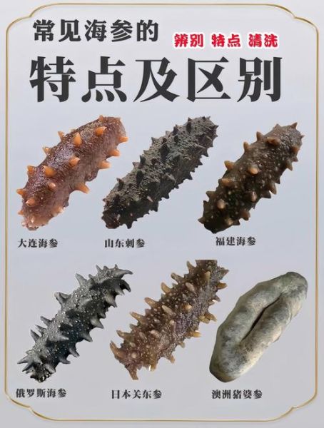 海参前景怎么样_海参行业值得投资吗