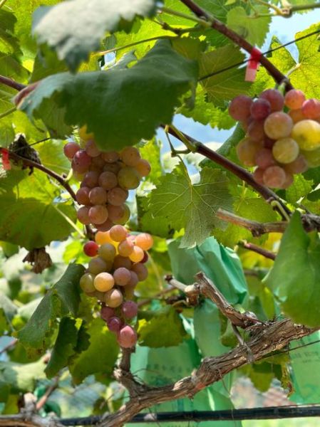 水果种植前景怎么样_适合新手种什么水果