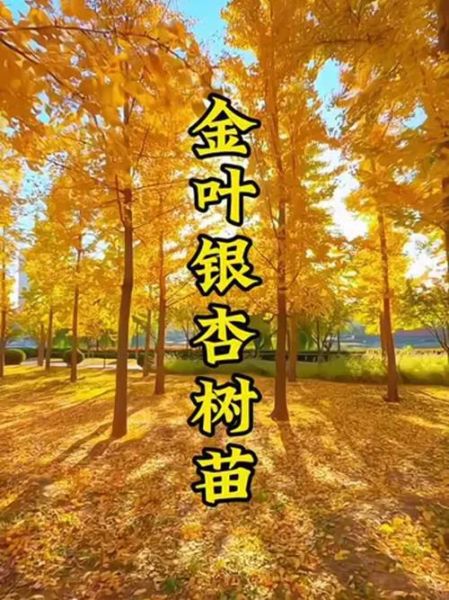 银杏树种植赚钱吗_银杏叶提取物市场前景