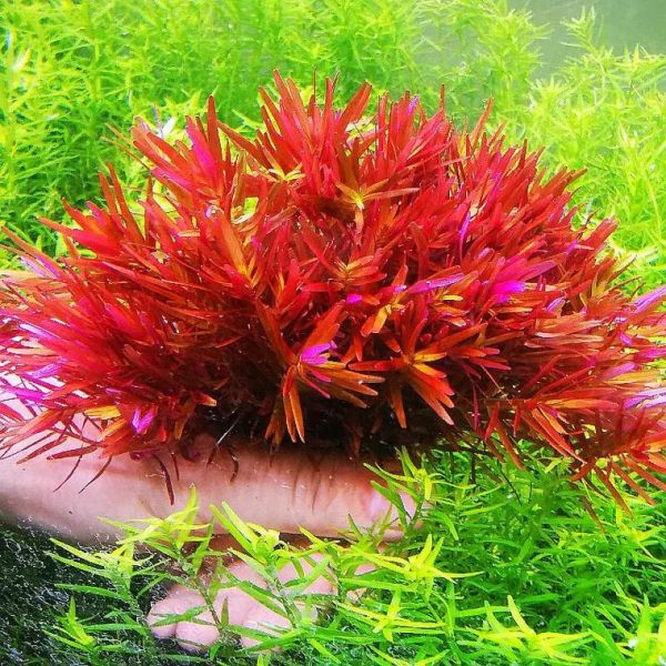 红色前景草怎么养_红色水草变绿怎么办