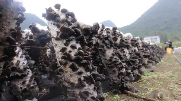 木耳市场前景怎么样_木耳种植赚钱吗