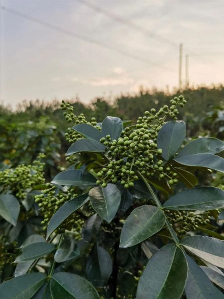 花椒市场前景如何_2024年花椒种植赚钱吗