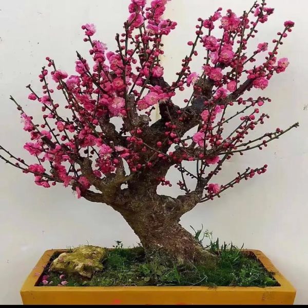 红梅的前景怎么样_红梅种植前景如何