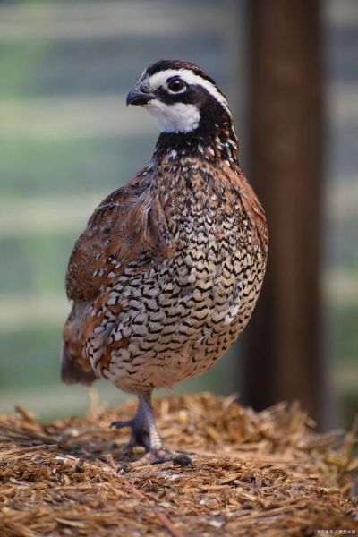 鹧鸪养殖赚钱吗_鹧鸪市场前景如何