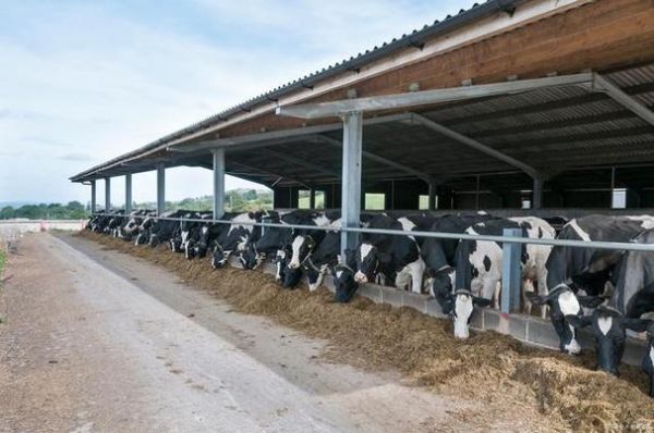 畜牧业前景如何_未来十年赚钱吗