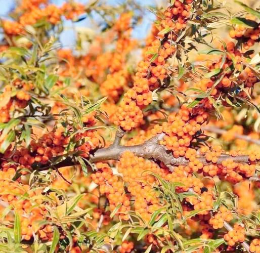 沙棘市场前景怎么样_沙棘产业投资赚钱吗