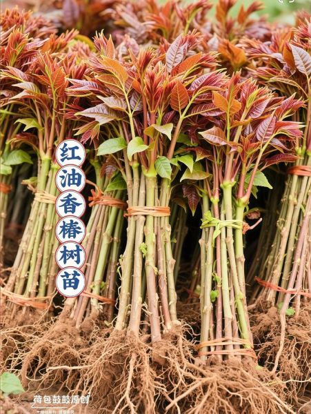 香椿树种植前景如何_香椿树几年能结果