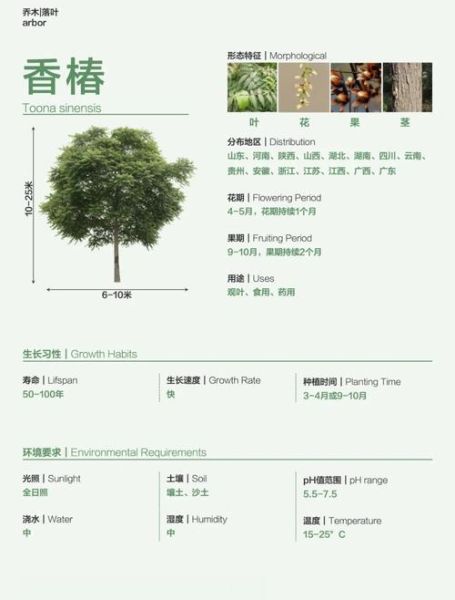 香椿树种植前景如何_香椿树几年能结果