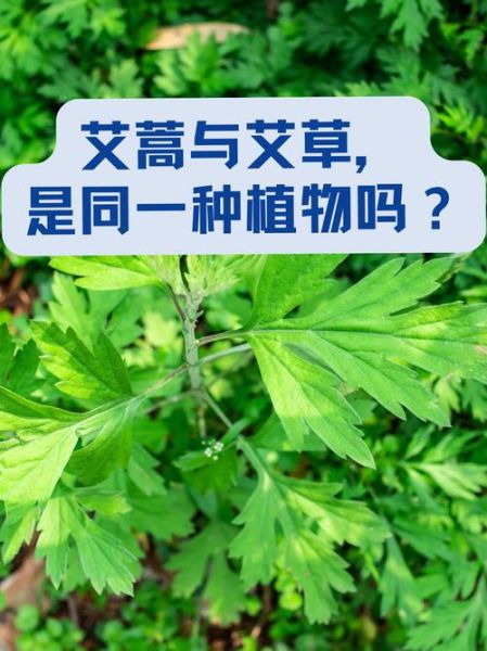 艾叶种植前景怎么样_艾叶加工利润高吗