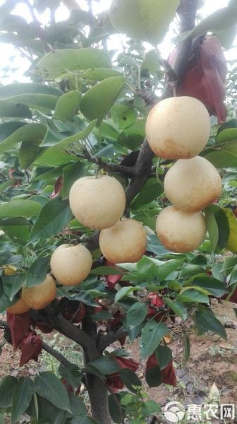 黄金梨种植前景怎么样_黄金梨市场前景分析