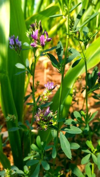 苜蓿种植前景怎么样_苜蓿草多少钱一吨