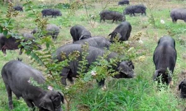 生态猪肉前景怎么样_生态猪肉赚钱吗