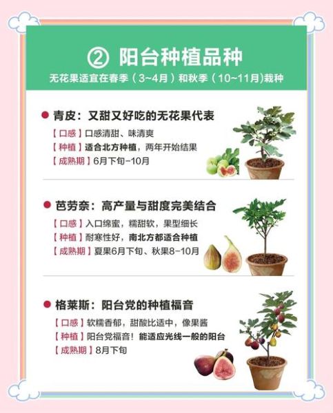 无花果种植前景怎么样_无花果市场前景分析