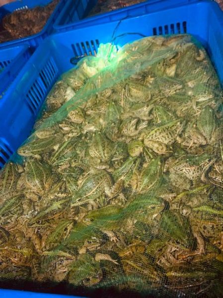 黑斑蛙养殖赚钱吗_黑斑蛙养殖前景怎么样