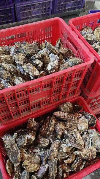 牡蛎养殖前景如何_牡蛎养殖赚钱吗