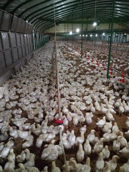 肉鸡养殖前景怎么样_2024年还能赚钱吗