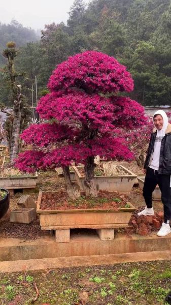 继木前景怎么样_继木盆景市场前景如何