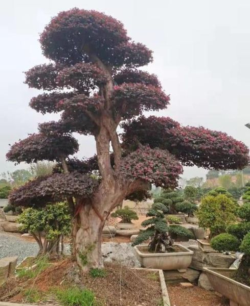 继木前景怎么样_继木盆景市场前景如何